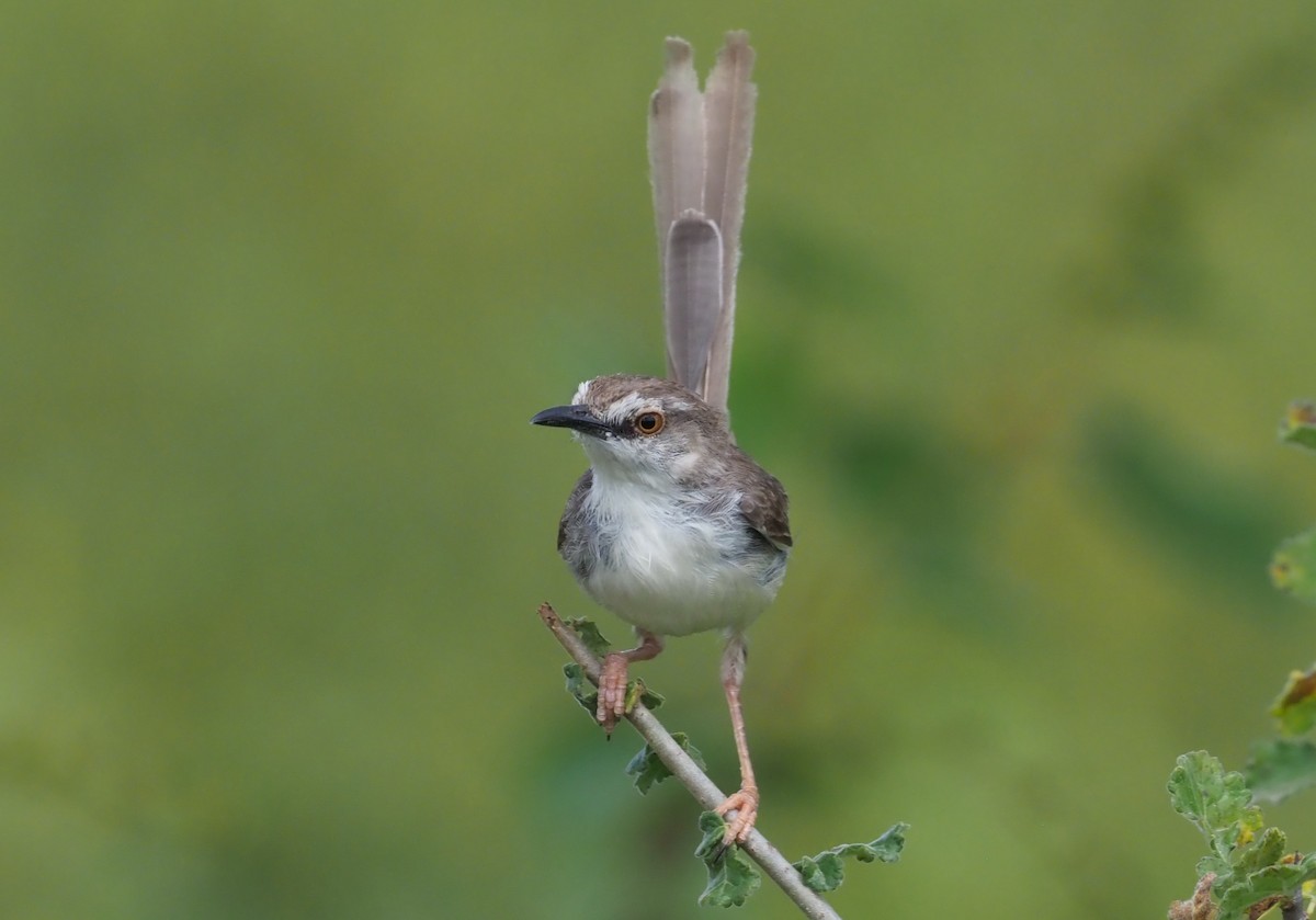 Prinia pâle - ML274067361