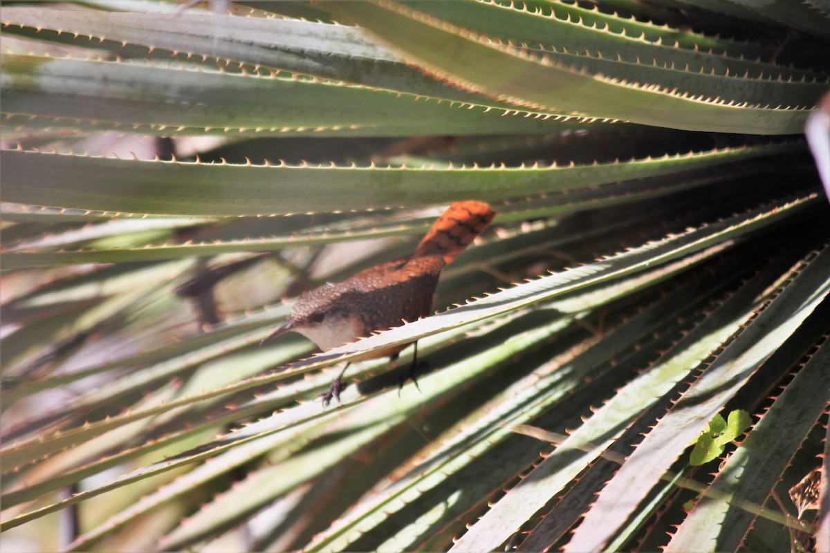 Canyon Wren - ML274067621