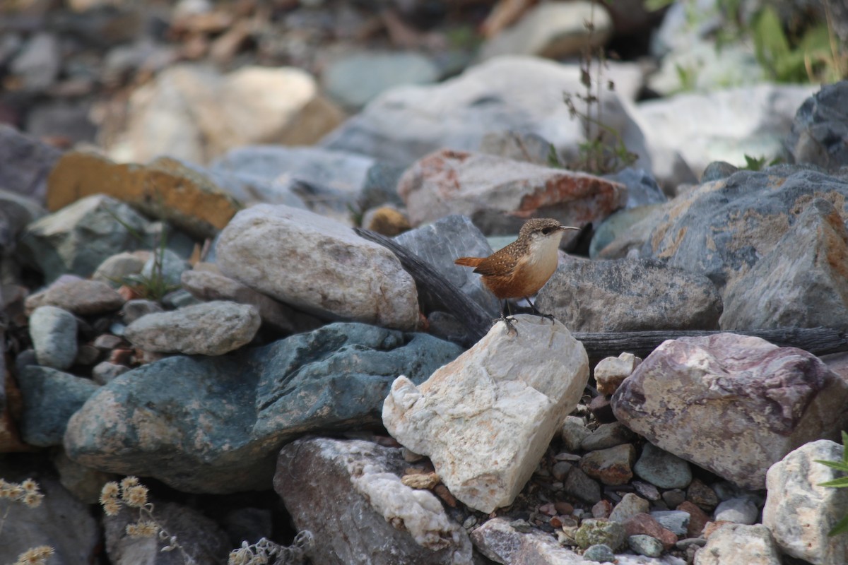 Canyon Wren - ML274068051