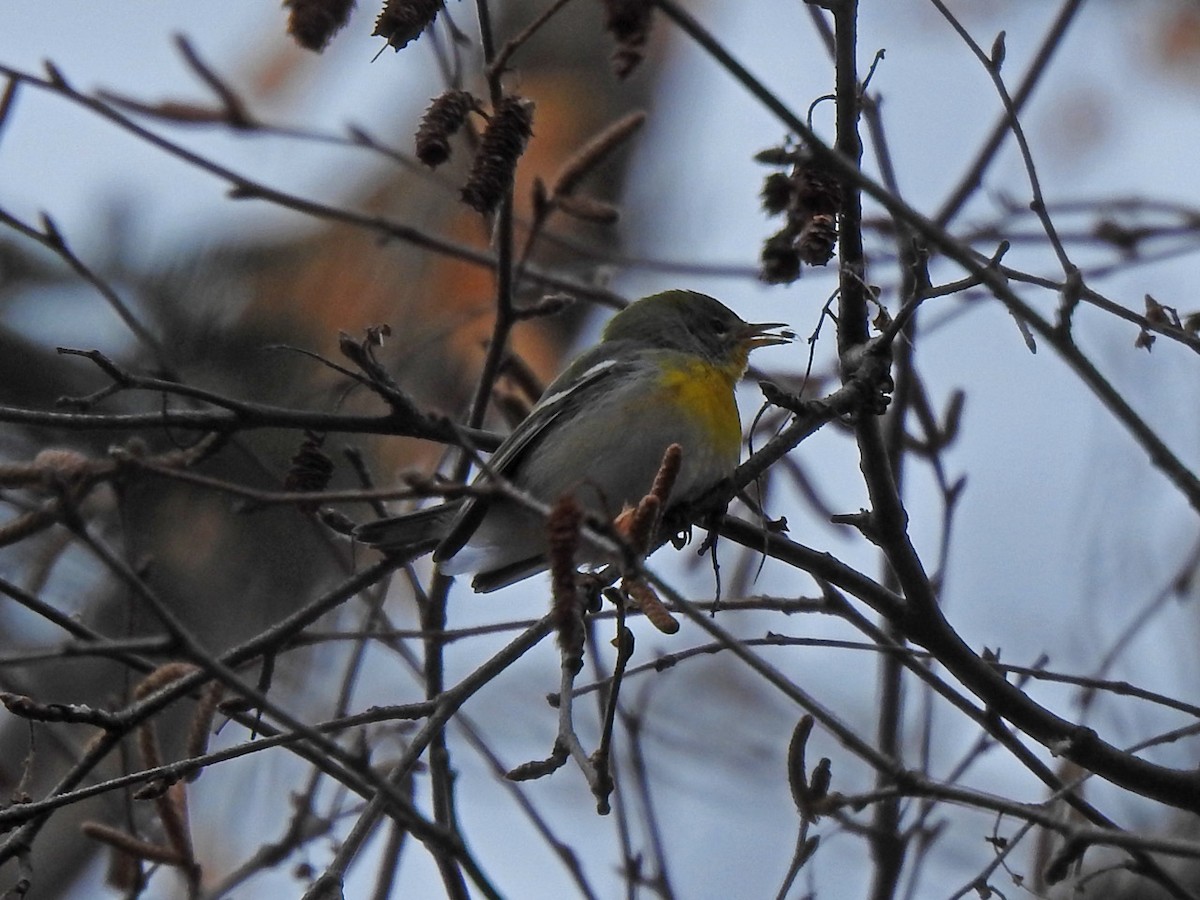 Northern Parula - ML274068251