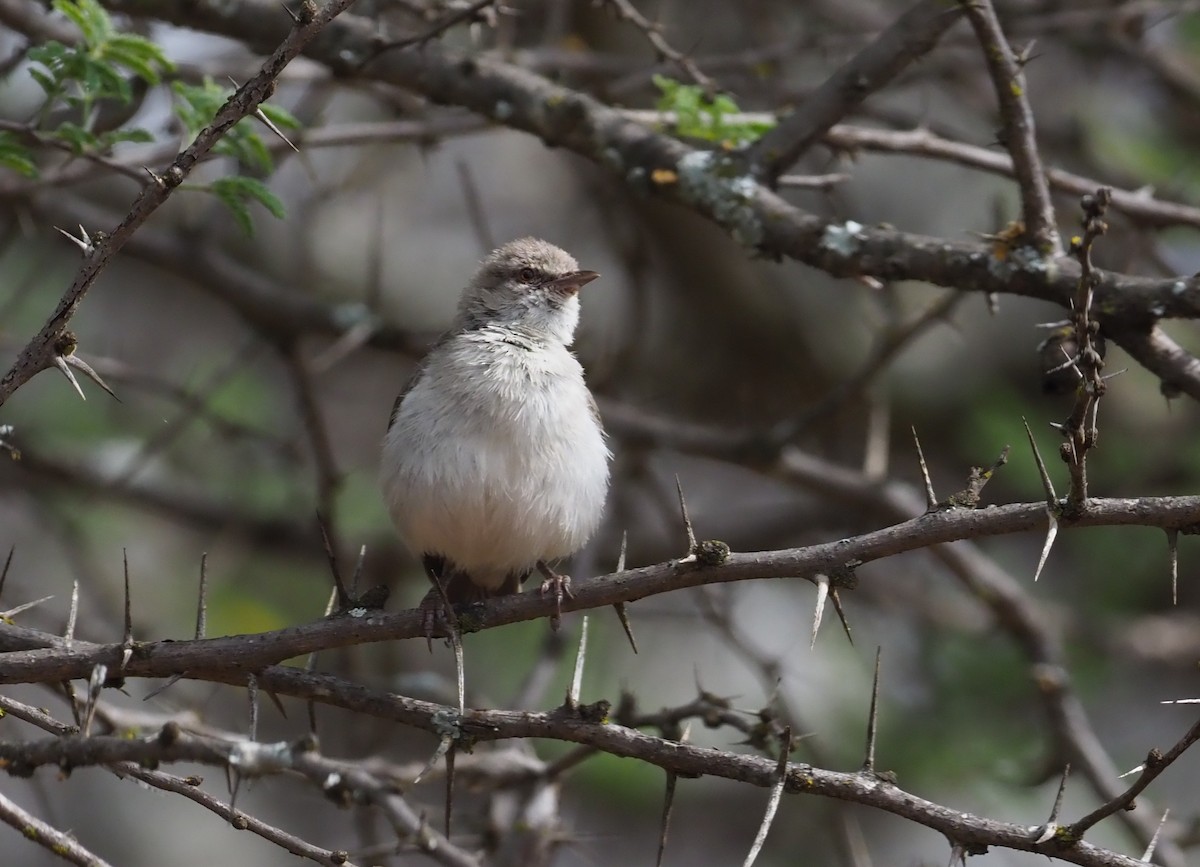 Yellow-vented Eremomela - Stephan Lorenz