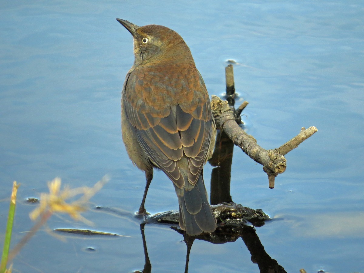 Rusty Blackbird - ML274072711