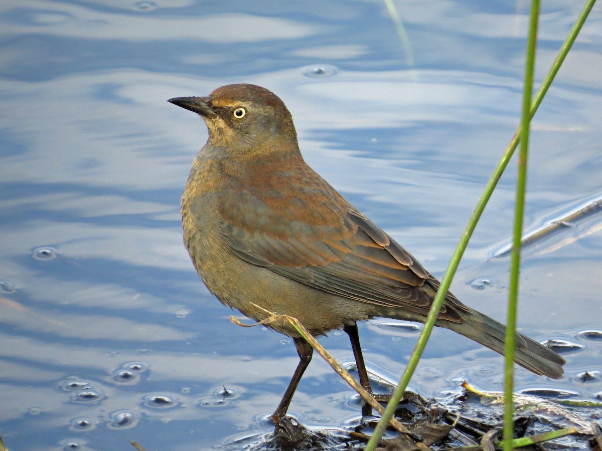 Rusty Blackbird - Brian Daniels