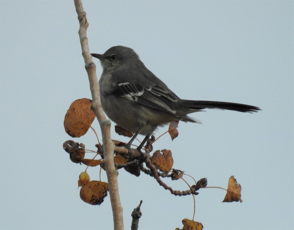 Northern Mockingbird - Bruce Hoover