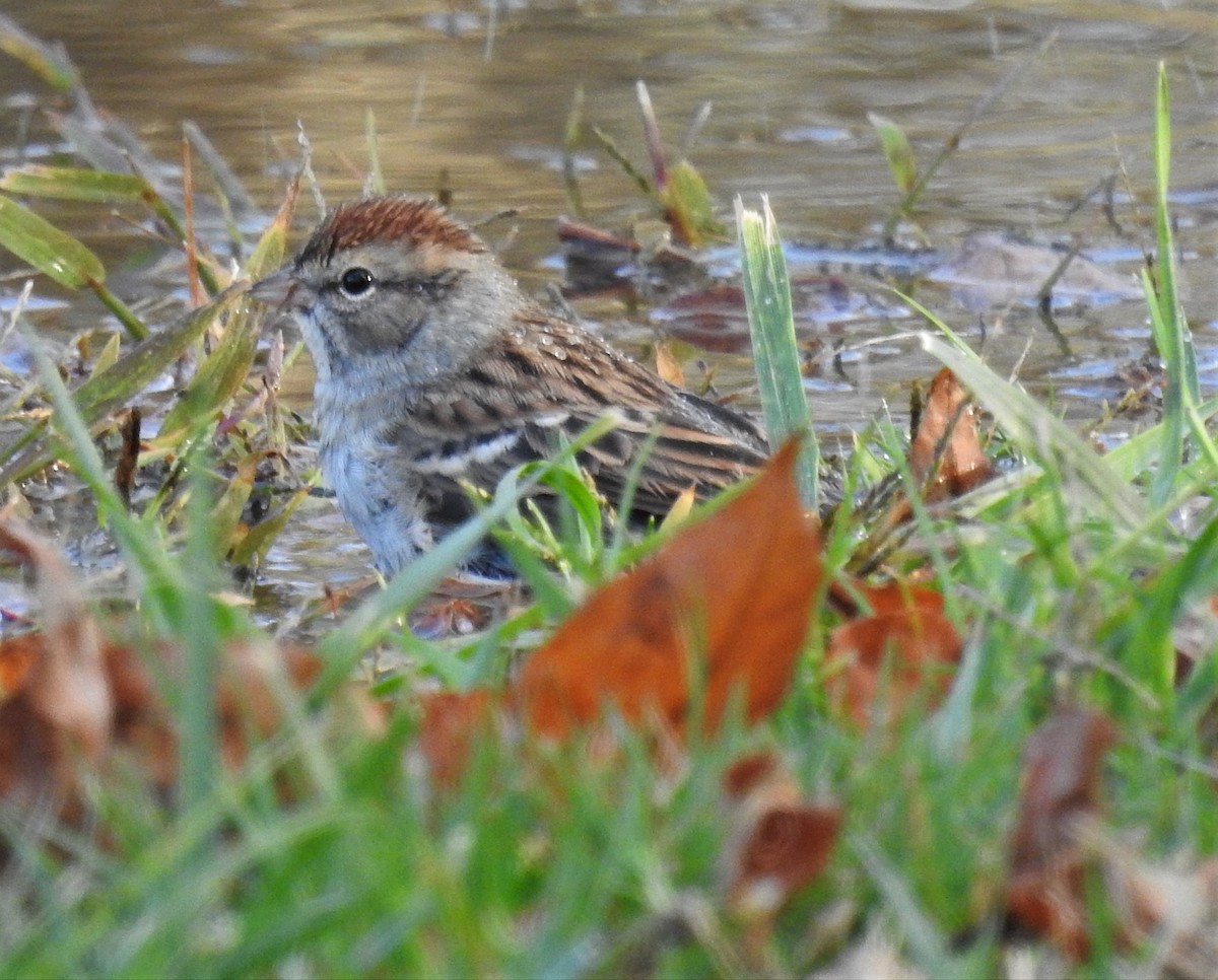 Chipping Sparrow - Bruce Hoover