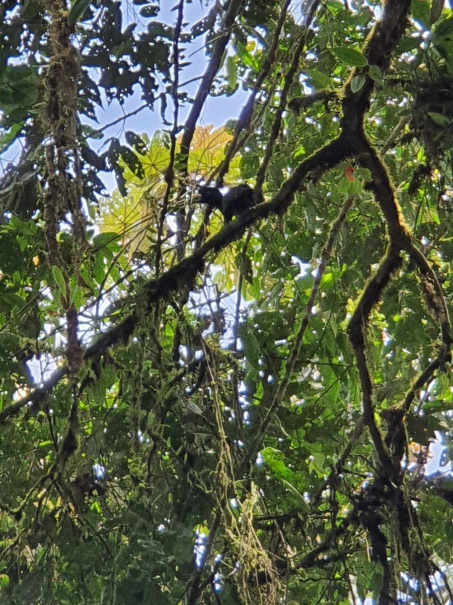 Long-wattled Umbrellabird - ML274075131