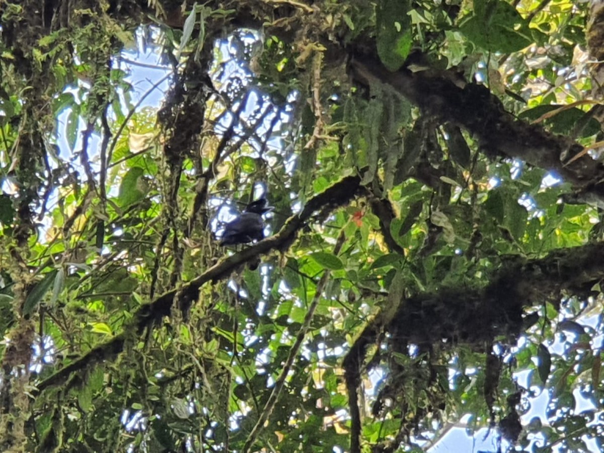 Long-wattled Umbrellabird - ML274075151