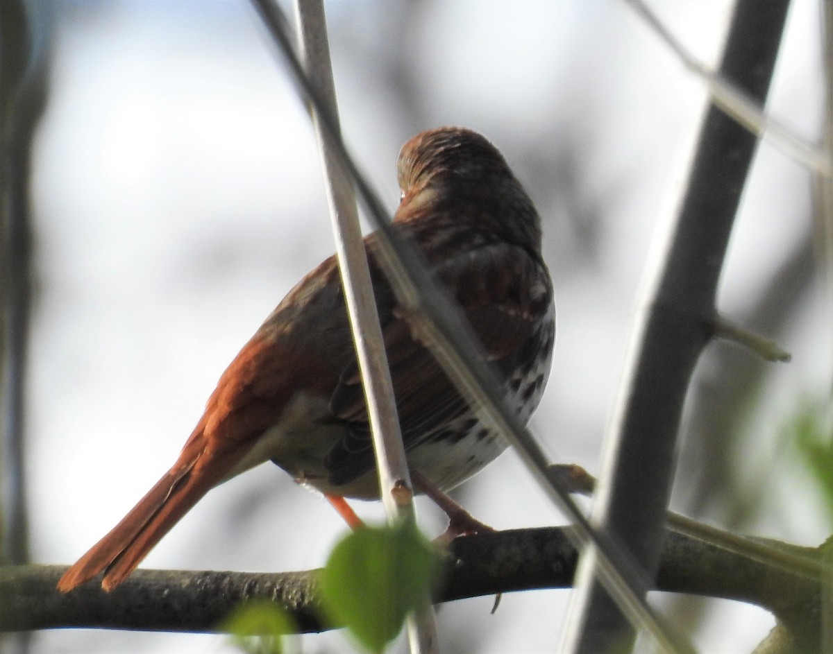 Fox Sparrow - Bruce Hoover