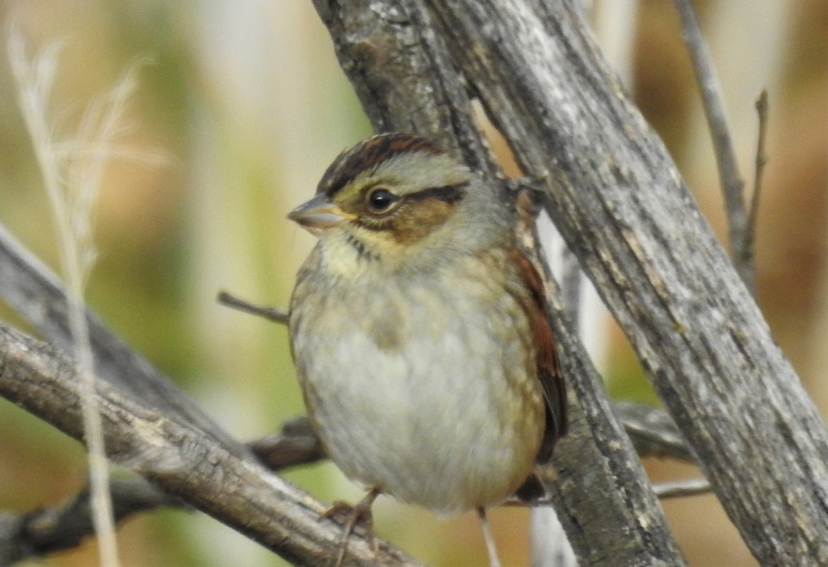 Swamp Sparrow - Bruce Hoover