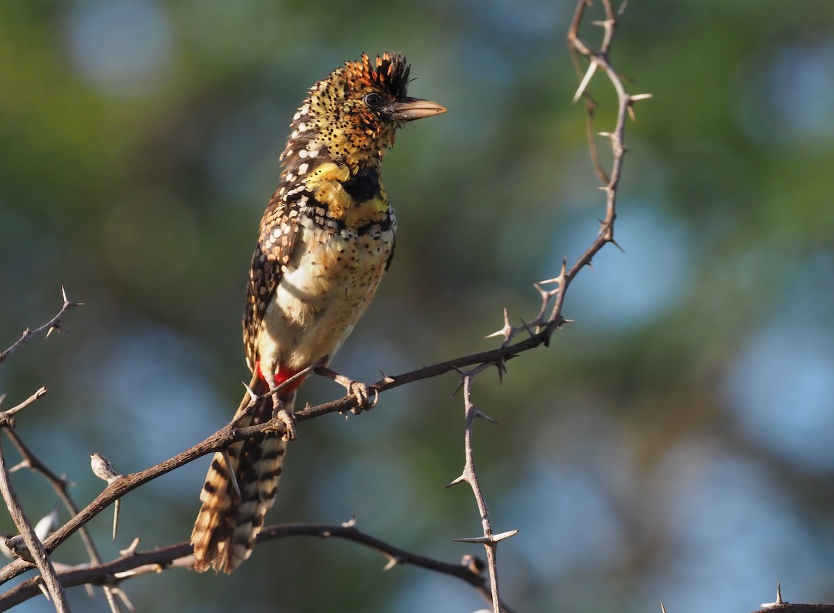 D'Arnaud's Barbet - Stephan Lorenz