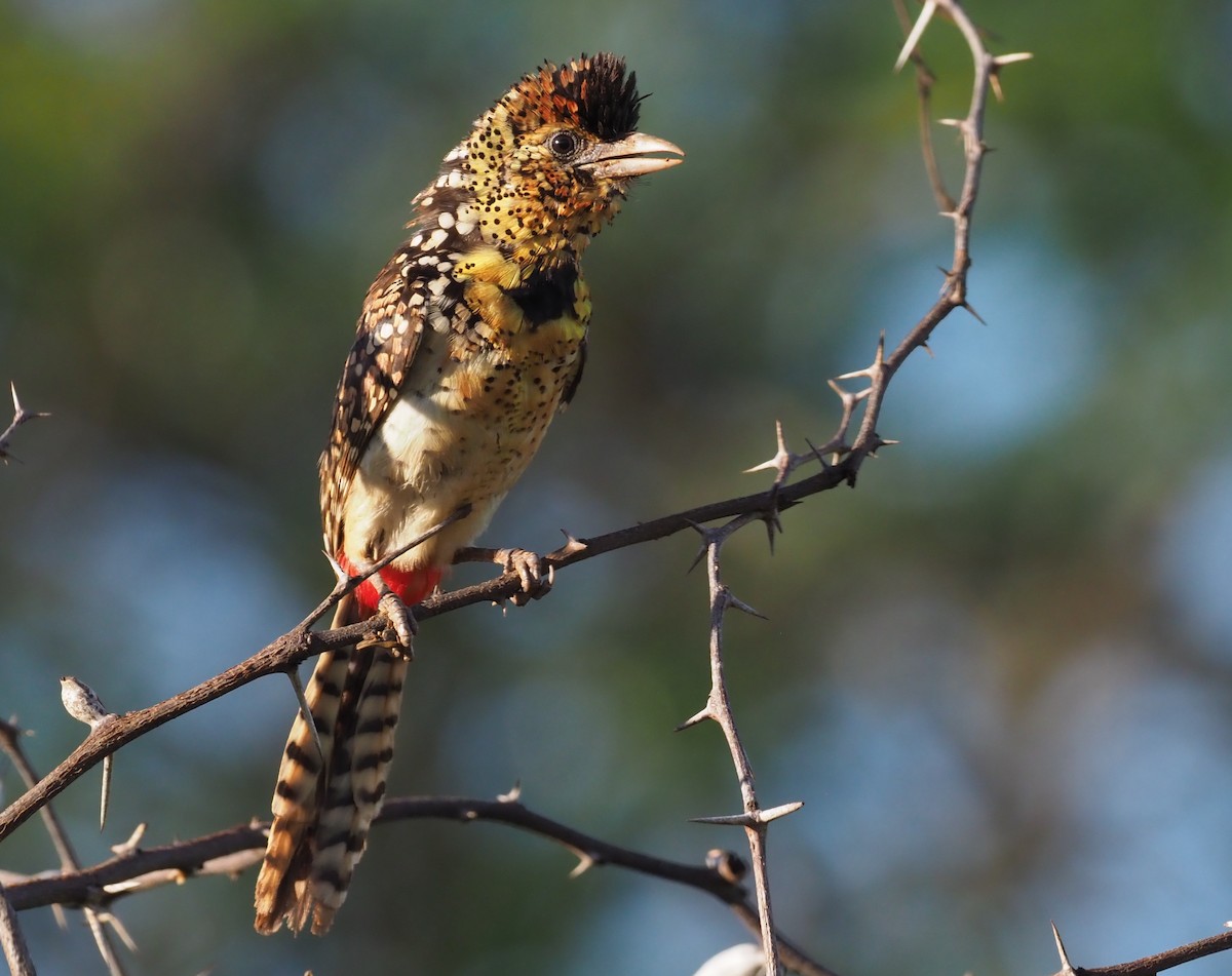 D'Arnaud's Barbet - ML274076021