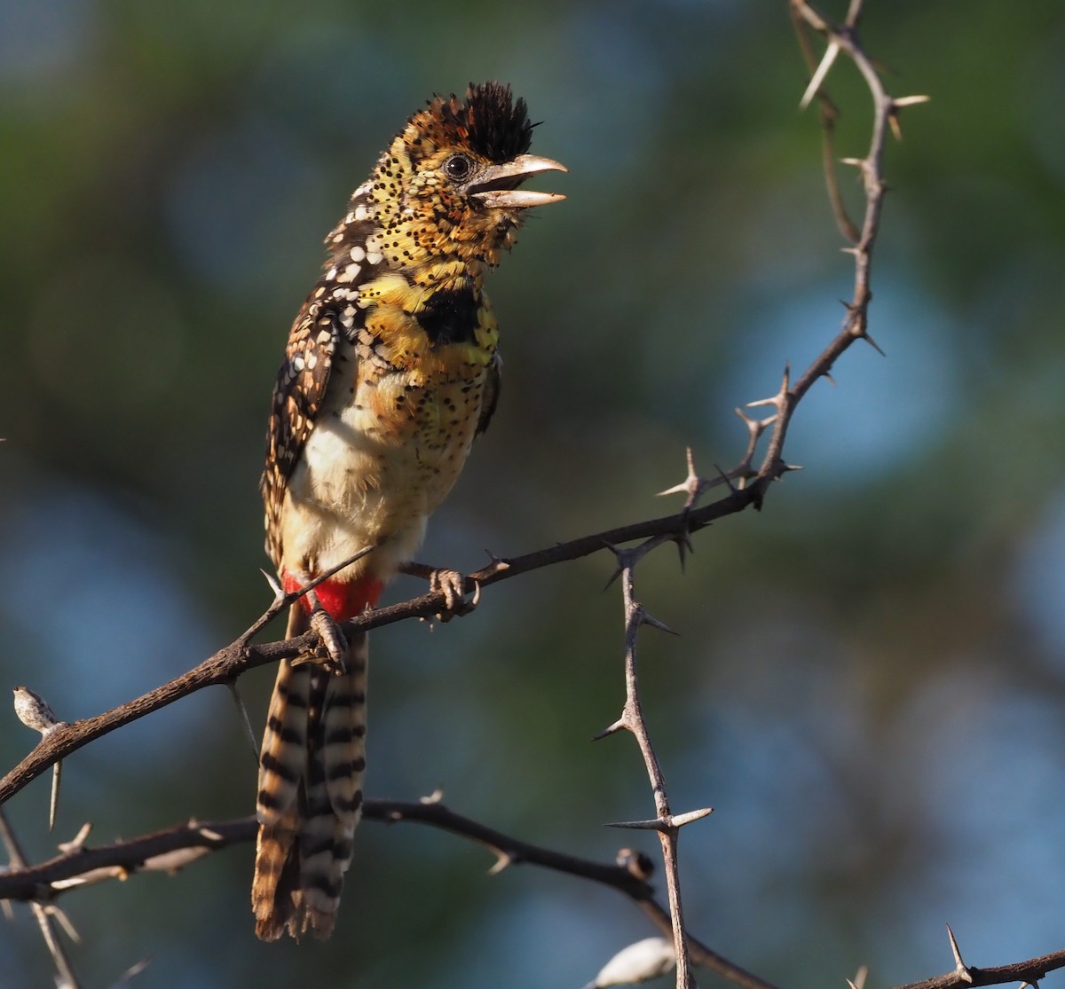 D'Arnaud's Barbet - Stephan Lorenz