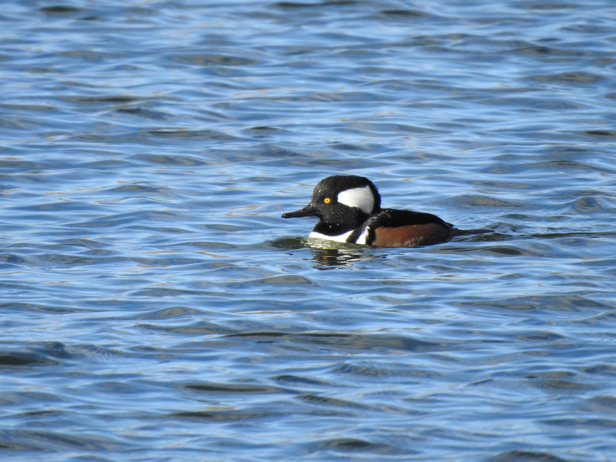 Hooded Merganser - ML274076521