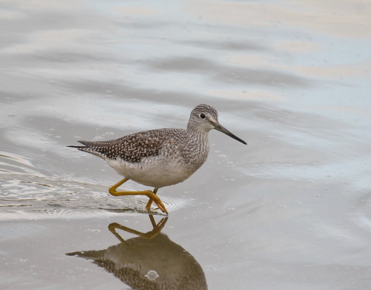 Greater Yellowlegs - ML274077181