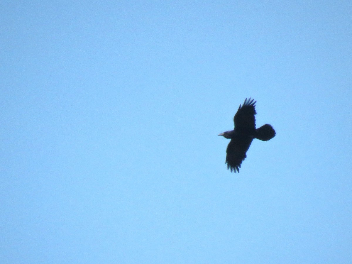 Common Raven - ML27408121