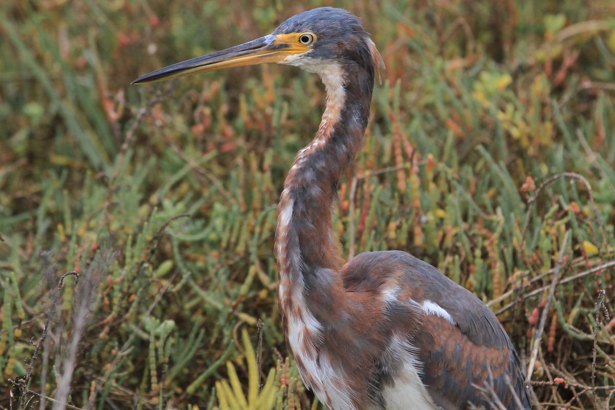 Tricolored Heron - ML274081861