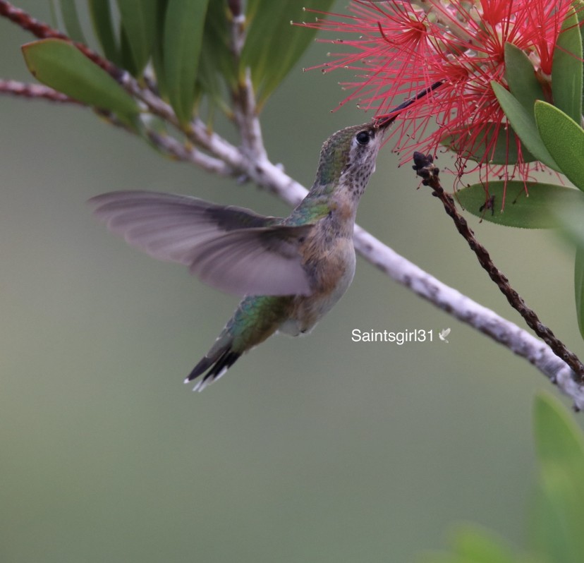 Calliope Hummingbird - ML274082061