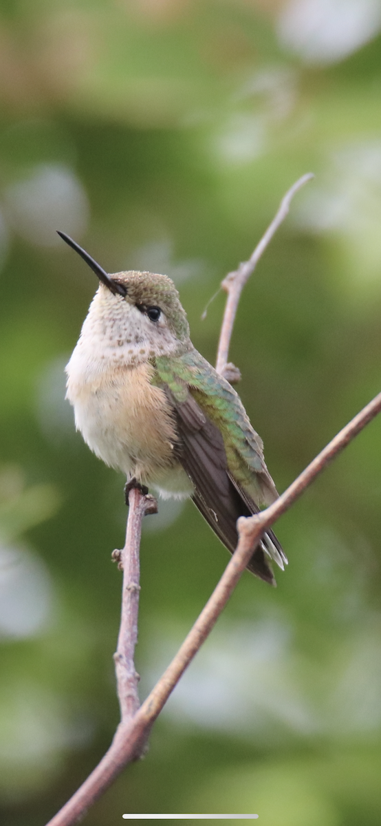 Calliope Hummingbird - ML274082361