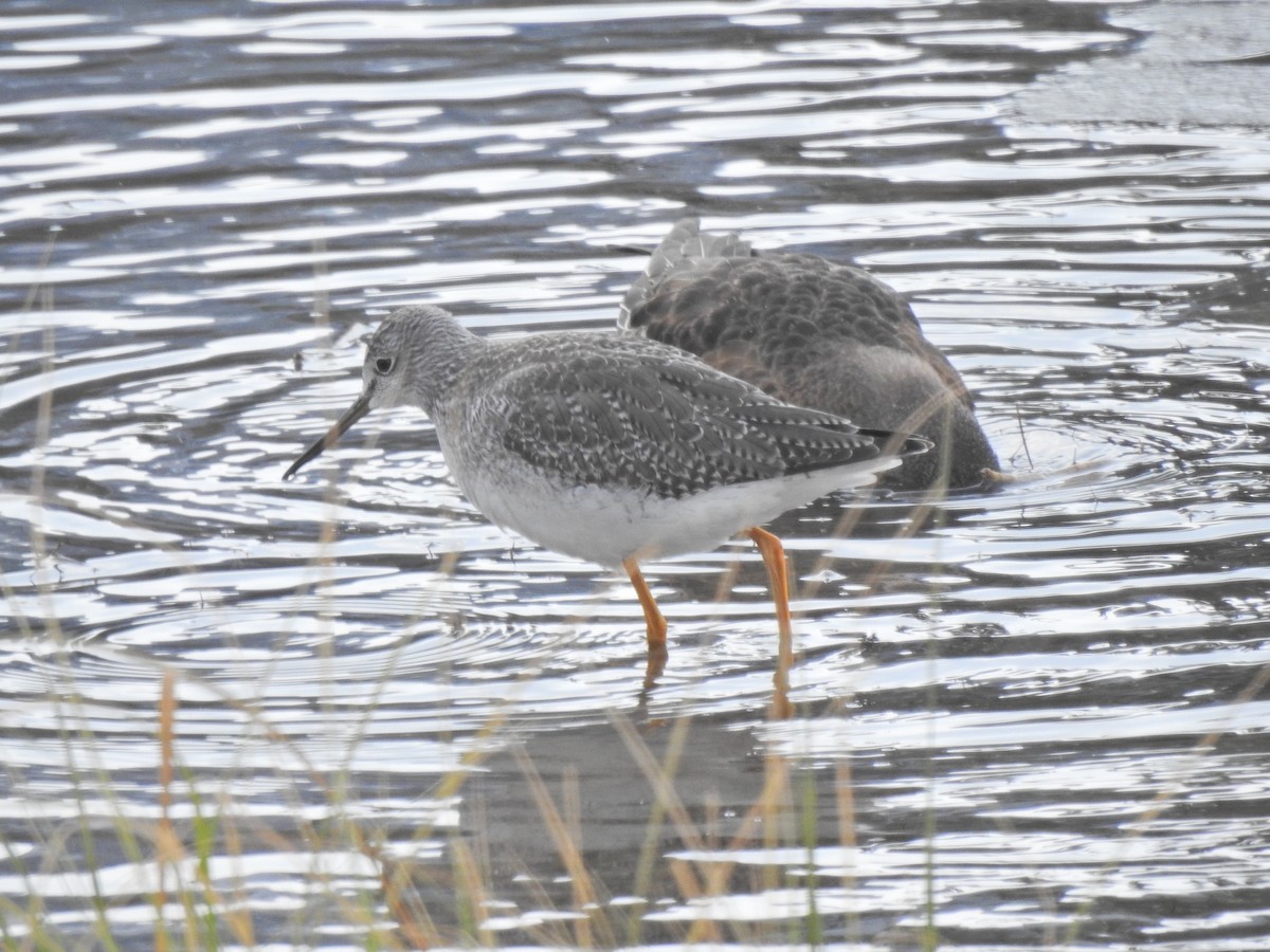 Greater Yellowlegs - ML274082611