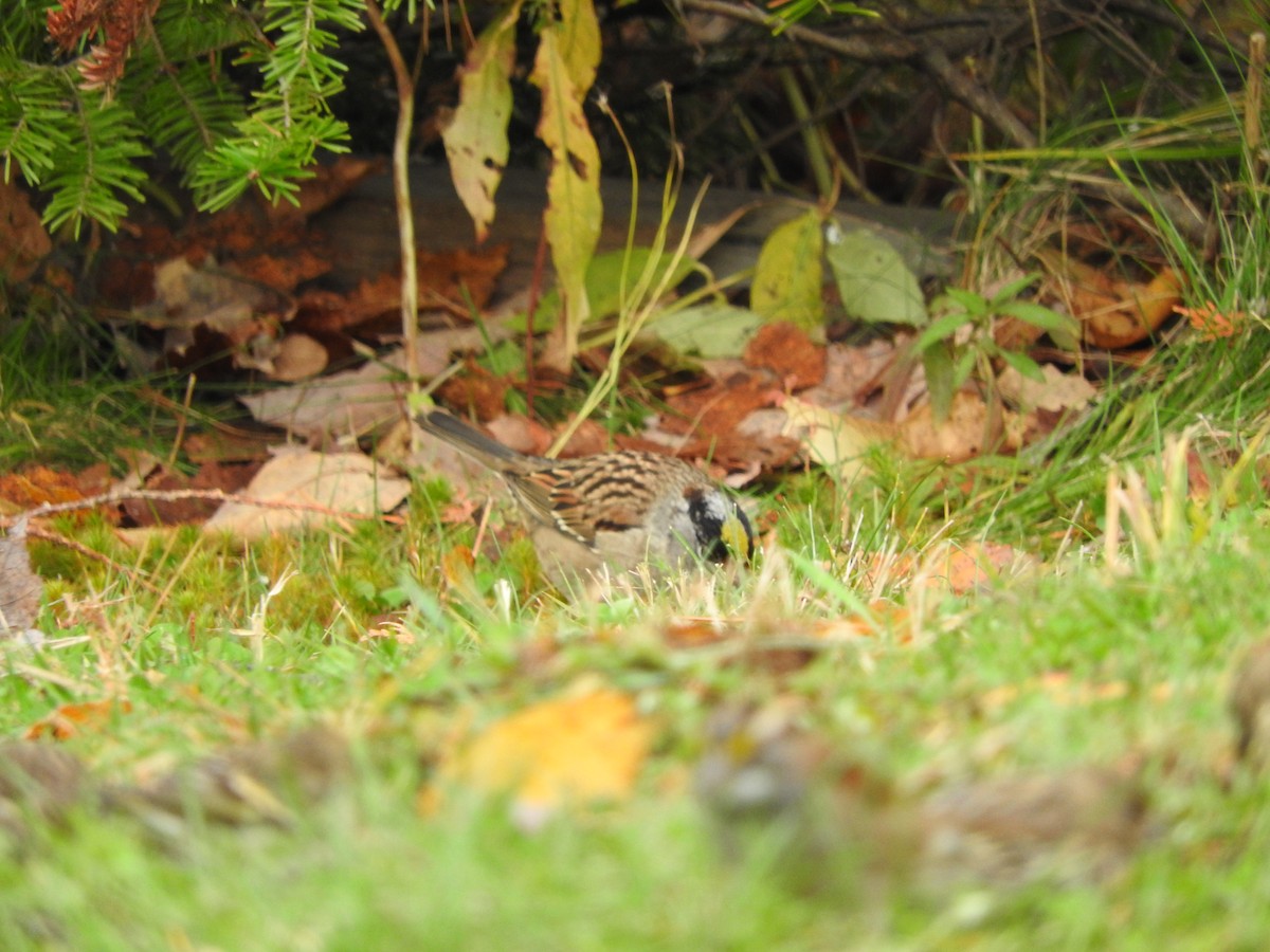 Golden-crowned Sparrow - ML274083441