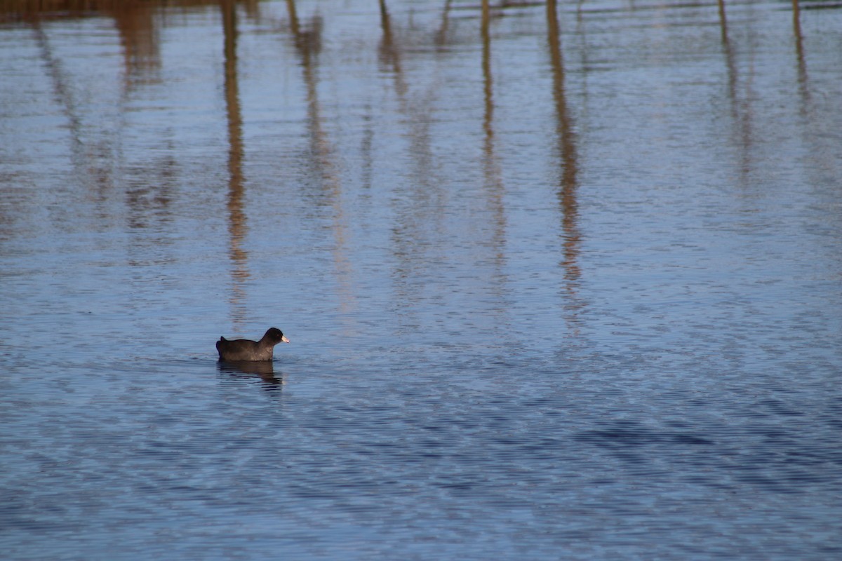 American Coot - ML274084151