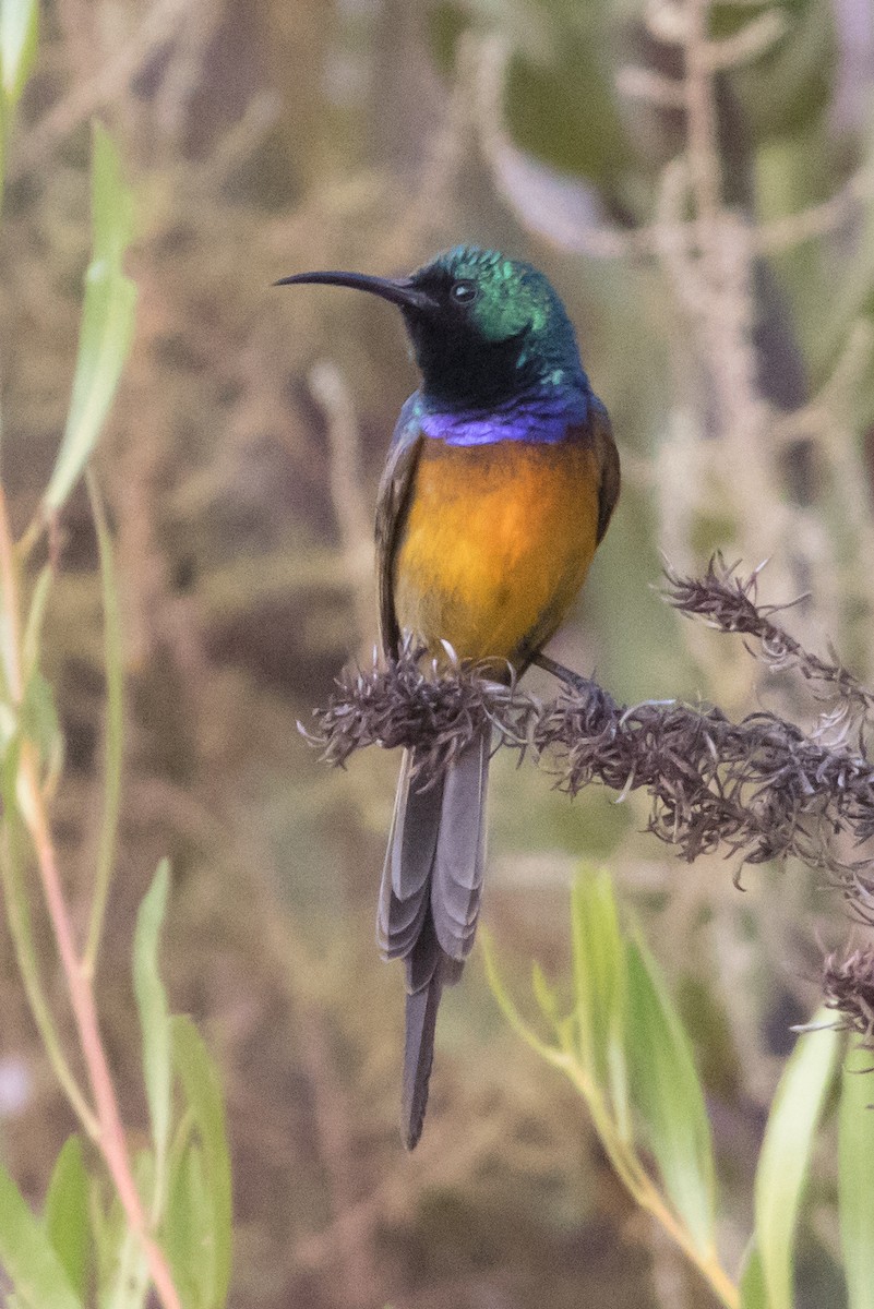 Orange-breasted Sunbird - ML274084641