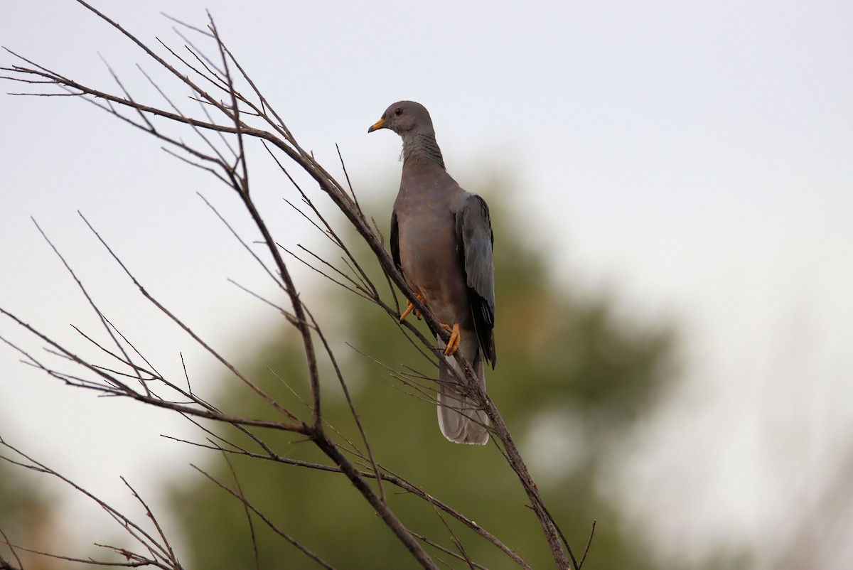 Band-tailed Pigeon - Diana Spangler