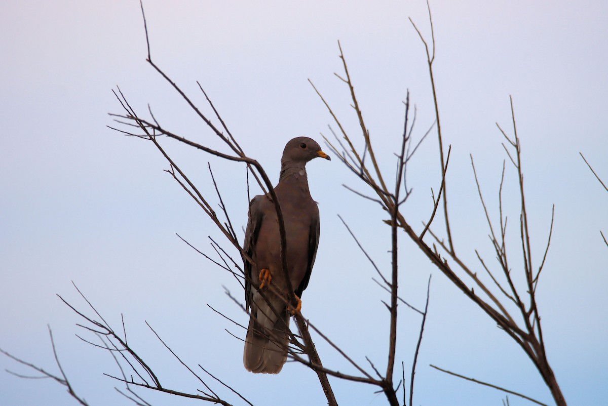 Band-tailed Pigeon - Diana Spangler