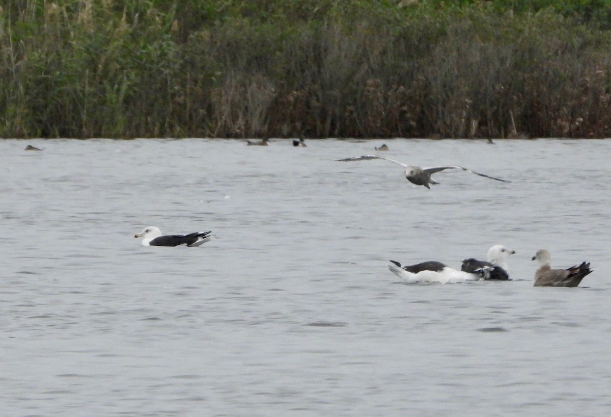 Great Black-backed Gull - Indira Thirkannad