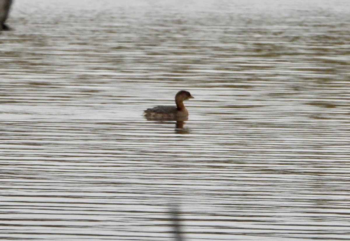 Pied-billed Grebe - ML274089991