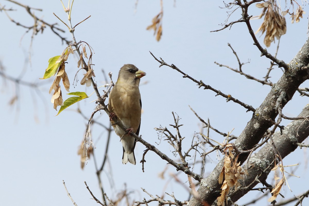 Evening Grosbeak - ML274091131