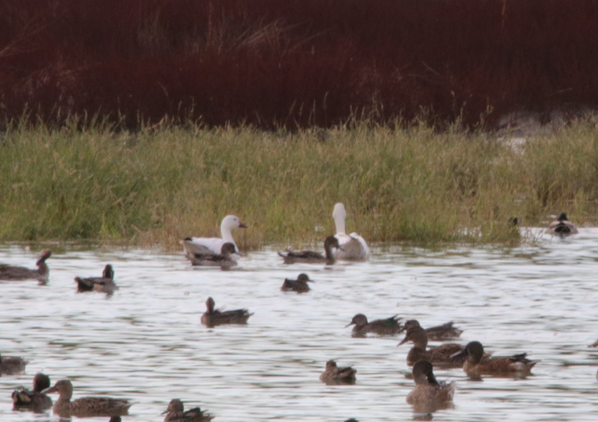 Snow Goose - Carol Beardmore