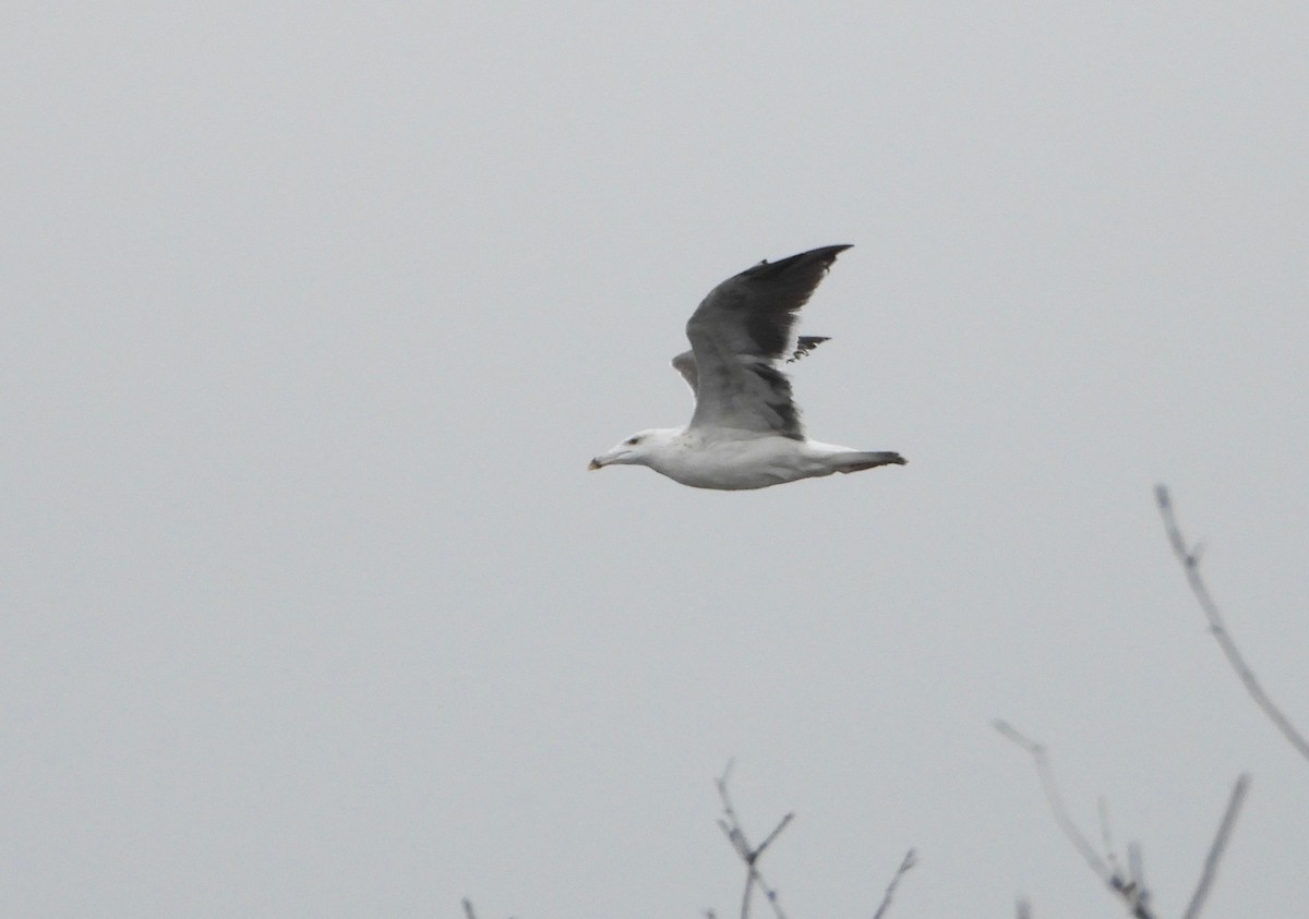 Great Black-backed Gull - ML274092121