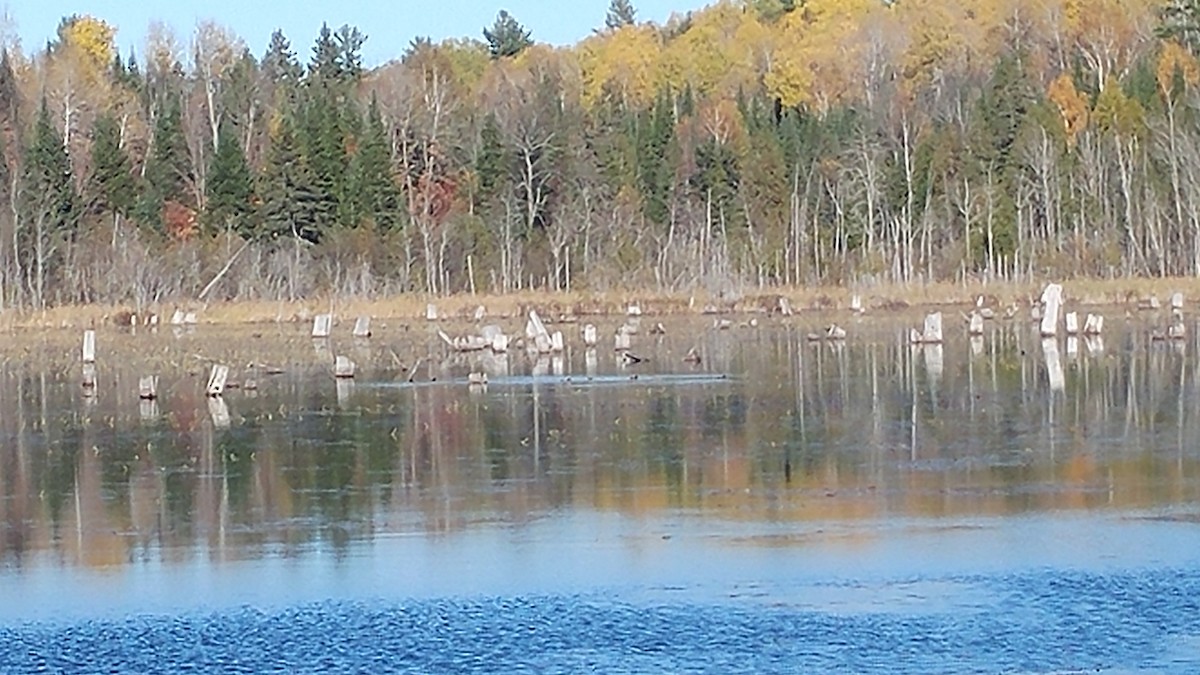 Ring-necked Duck - Justin Breton