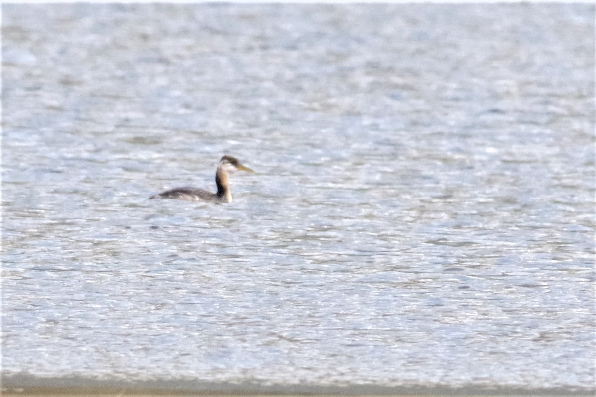 Red-necked Grebe - ML274094401