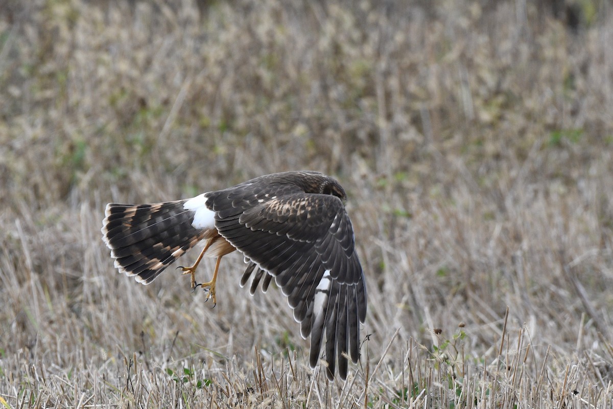 Northern Harrier - Monica Siebert