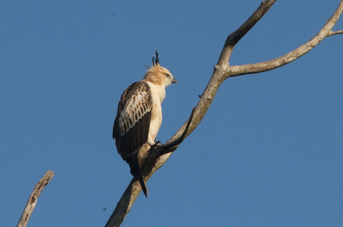 Aigle huppé - ML274097361