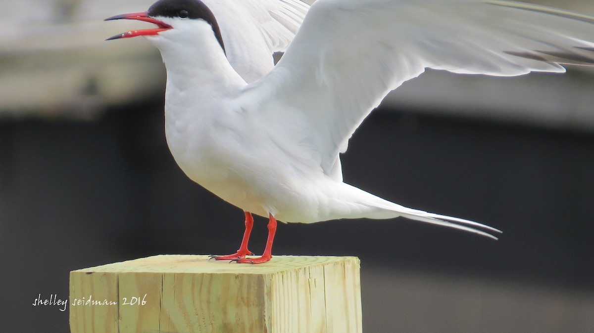 Common Tern - shelley seidman