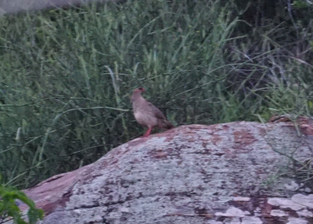 Chestnut-naped Spurfowl (Black-fronted) - ML274099381