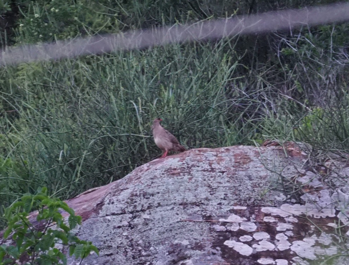 Chestnut-naped Spurfowl (Black-fronted) - ML274099511