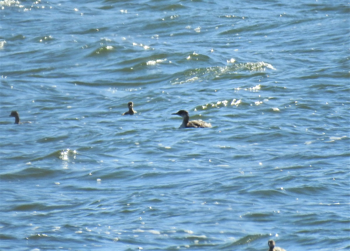 Red-necked Grebe - ML274099981