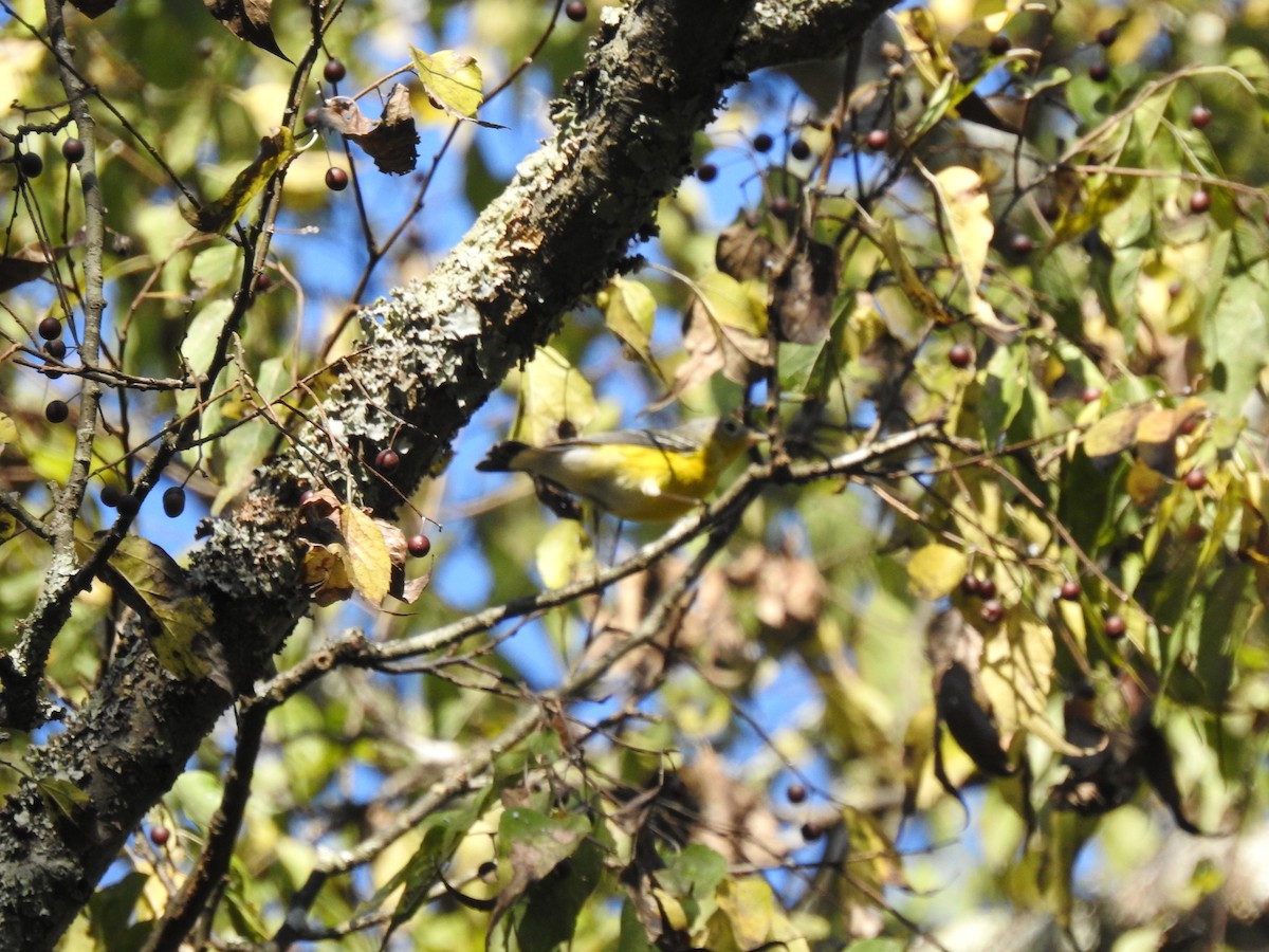 Magnolia Warbler - ML274101261