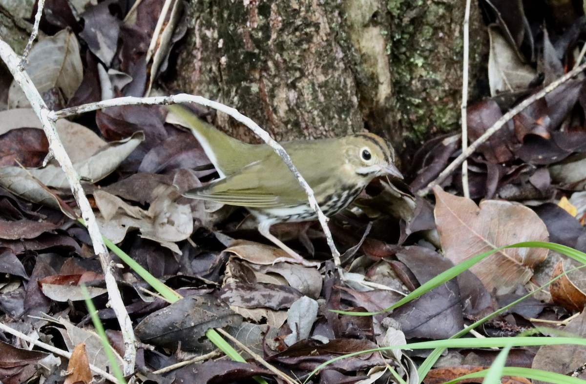 Ovenbird - ML274102761