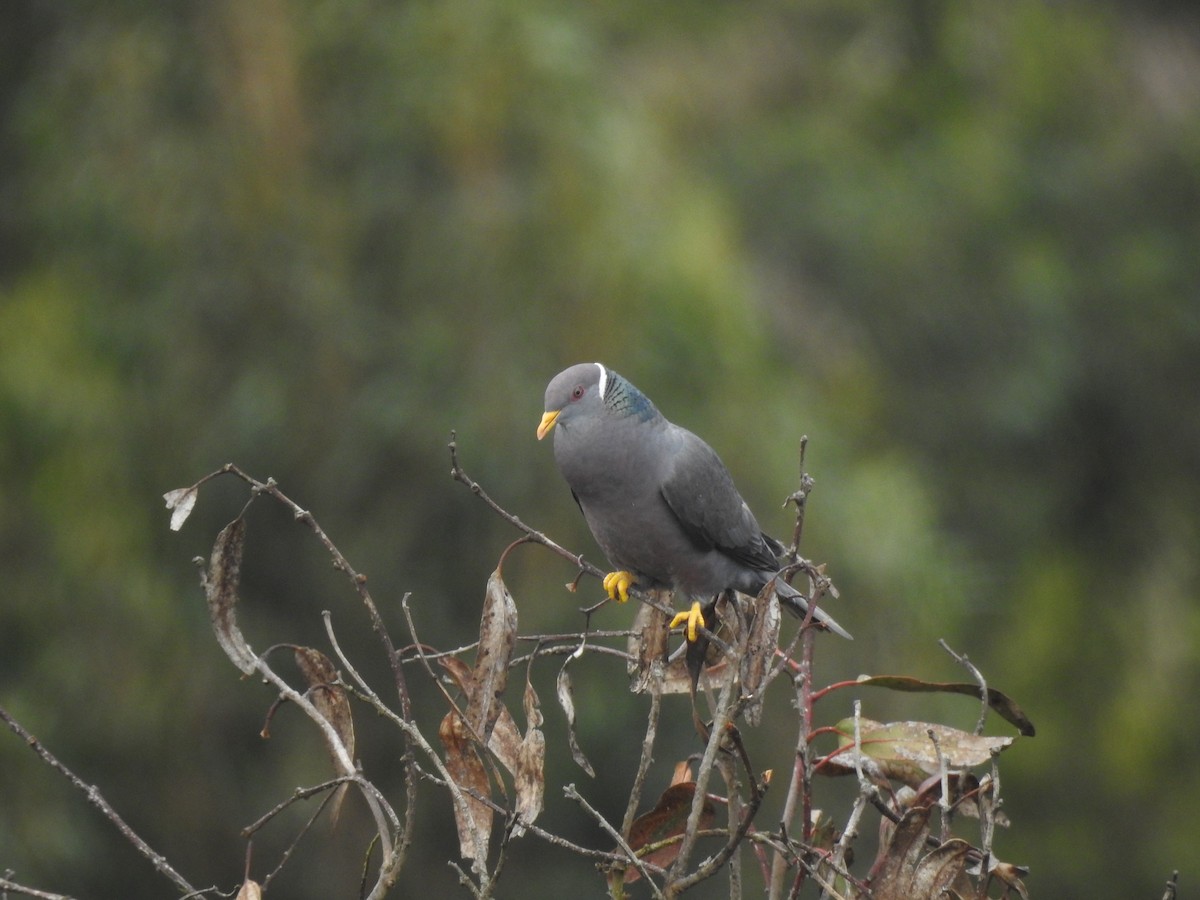 Band-tailed Pigeon - ML274102771