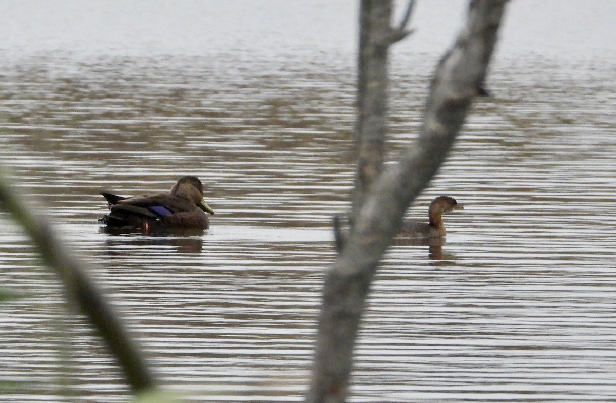 Pied-billed Grebe - ML274102881