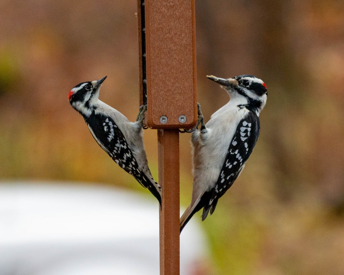 Hairy Woodpecker - Pat Schiller