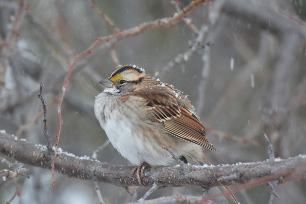 White-throated Sparrow - ML274104531