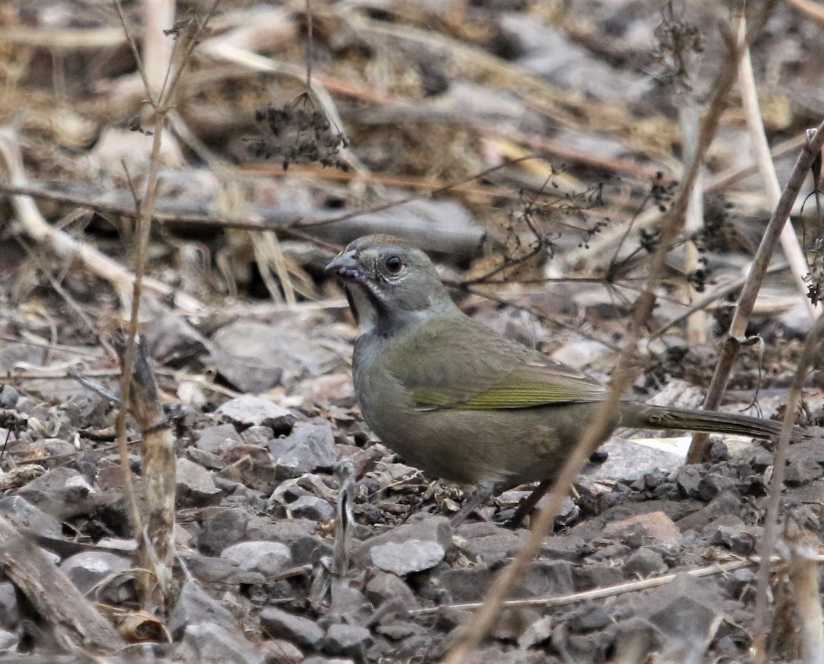 Green-tailed Towhee - ML274109131