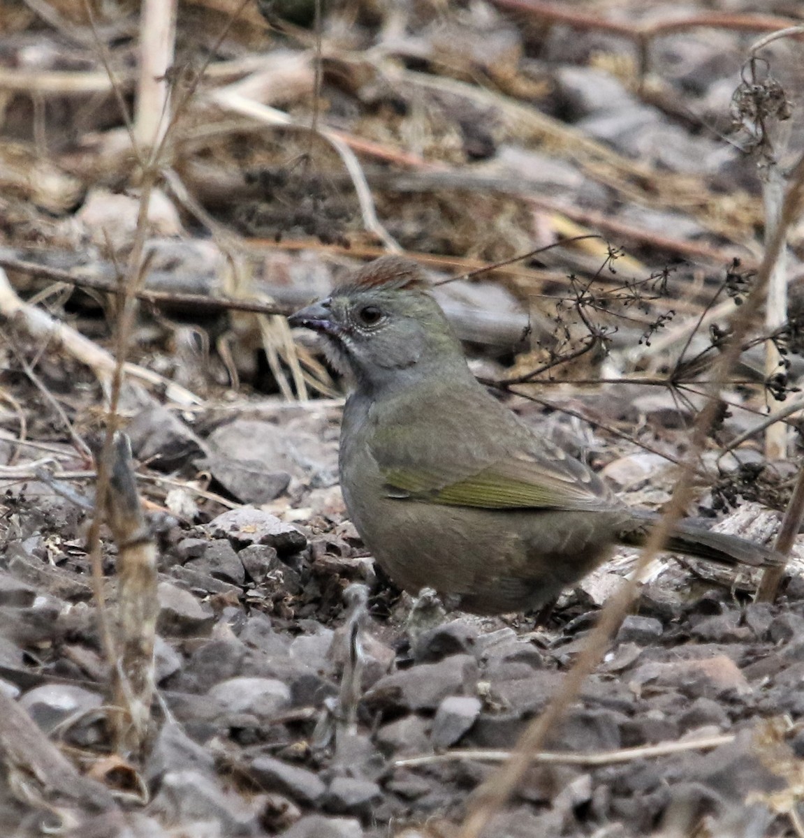 Green-tailed Towhee - ML274109371