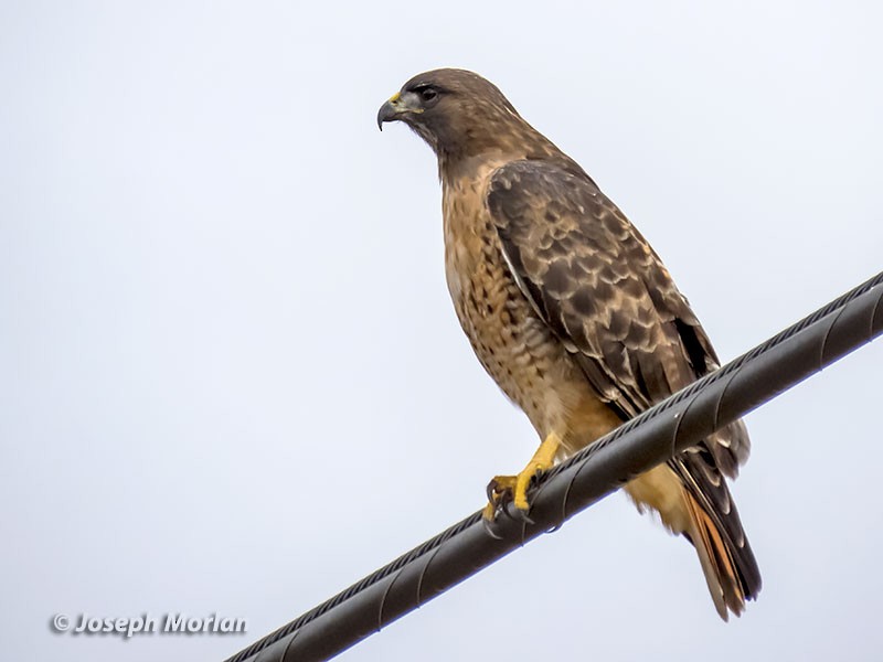 Red-tailed Hawk - Joseph Morlan